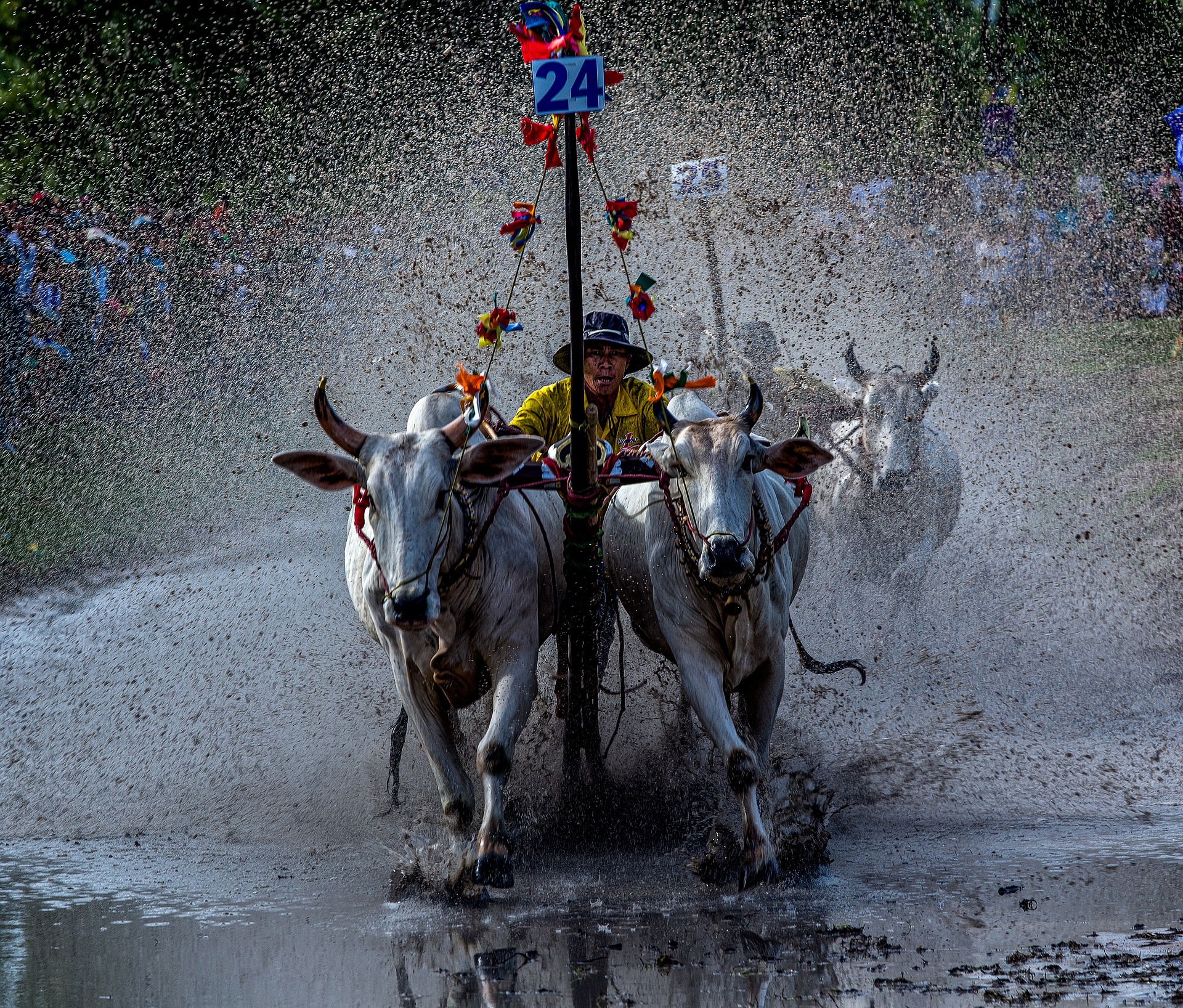 Kuhrennen-Festival in An Giang, Vietnam.