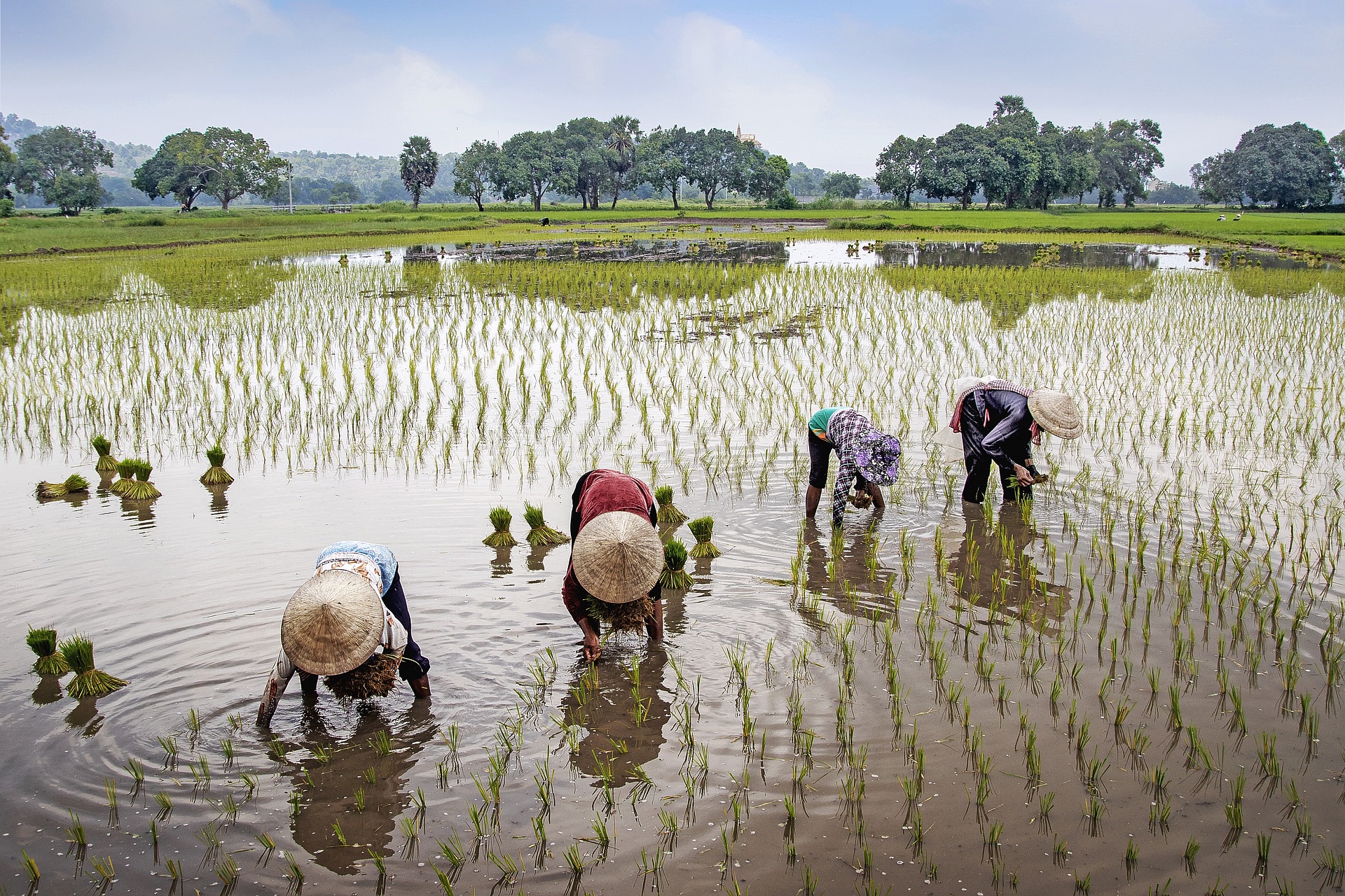 Vier Personen stehen in einem Reisfeld bei der Reisernte in Vietnam.